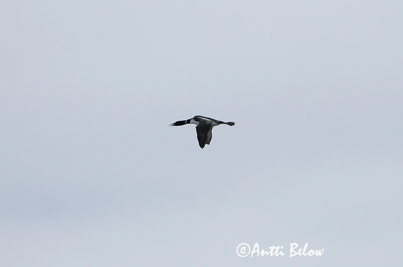 Avainsanat: Calàbria del bec blanc Hvidnæbbet lom Geelsnavelduiker Yellow-billed Diver Tundrakaur Jääkuikka Plongeon à bec blanc Gelbschnabeltaucher Fehércsoru búvár Svalbrúsi Strolaga beccogiallo Gulnebblom Mobêlha-de-bico-branco Gavia adamsii Colimbo de A