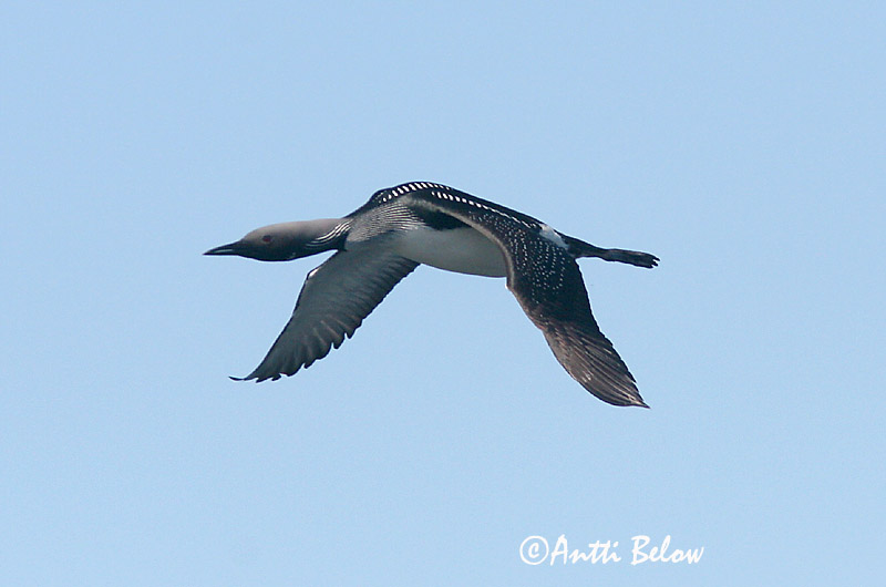 Avainsanat: Calàbria agulla Sortstrubet lom Parelduiker Black-throated Diver Järvekaur Kuikka Plongeon arctique Prachttaucher Sarki búvár Glitbrúsi Strolaga mezzana Storlom Mobêlha-árctica Gavia arctica Colimbo Artico Storlom