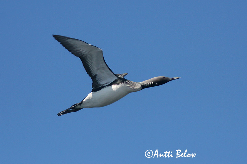 Avainsanat: Calàbria agulla Sortstrubet lom Parelduiker Black-throated Diver Järvekaur Kuikka Plongeon arctique Prachttaucher Sarki búvár Glitbrúsi Strolaga mezzana Storlom Mobêlha-árctica Gavia arctica Colimbo Artico Storlom