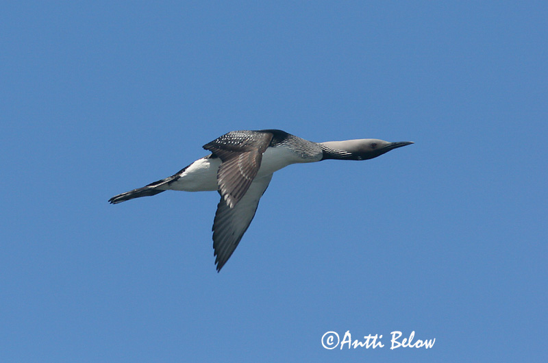 Avainsanat: Calàbria agulla Sortstrubet lom Parelduiker Black-throated Diver Järvekaur Kuikka Plongeon arctique Prachttaucher Sarki búvár Glitbrúsi Strolaga mezzana Storlom Mobêlha-árctica Gavia arctica Colimbo Artico Storlom