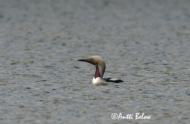 Avainsanat: Calàbria agulla Sortstrubet lom Parelduiker Black-throated Diver Järvekaur Kuikka Plongeon arctique Prachttaucher Sarki búvár Glitbrúsi Strolaga mezzana Storlom Mobêlha-árctica Gavia arctica Colimbo Artico Storlom