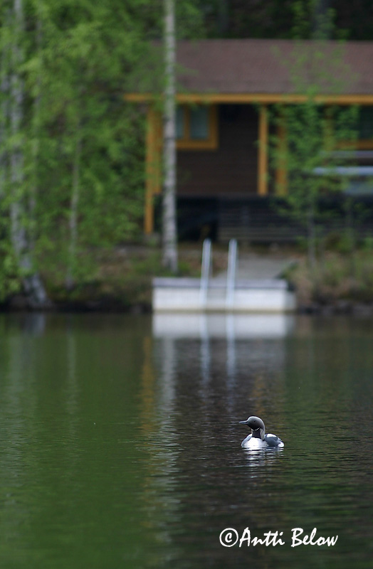Avainsanat: Calàbria agulla Sortstrubet lom Parelduiker Black-throated Diver Järvekaur Kuikka Plongeon arctique Prachttaucher Sarki búvár Glitbrúsi Strolaga mezzana Storlom Mobêlha-árctica Gavia arctica Colimbo Artico Storlom