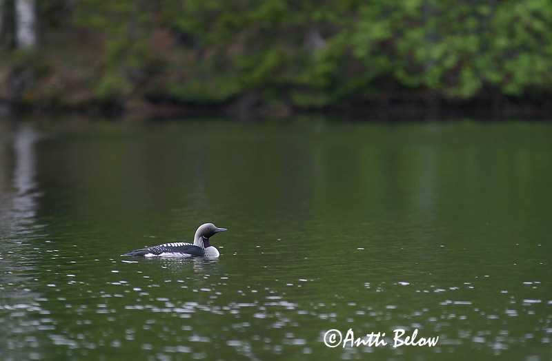 Avainsanat: Calàbria agulla Sortstrubet lom Parelduiker Black-throated Diver Järvekaur Kuikka Plongeon arctique Prachttaucher Sarki búvár Glitbrúsi Strolaga mezzana Storlom Mobêlha-árctica Gavia arctica Colimbo Artico Storlom