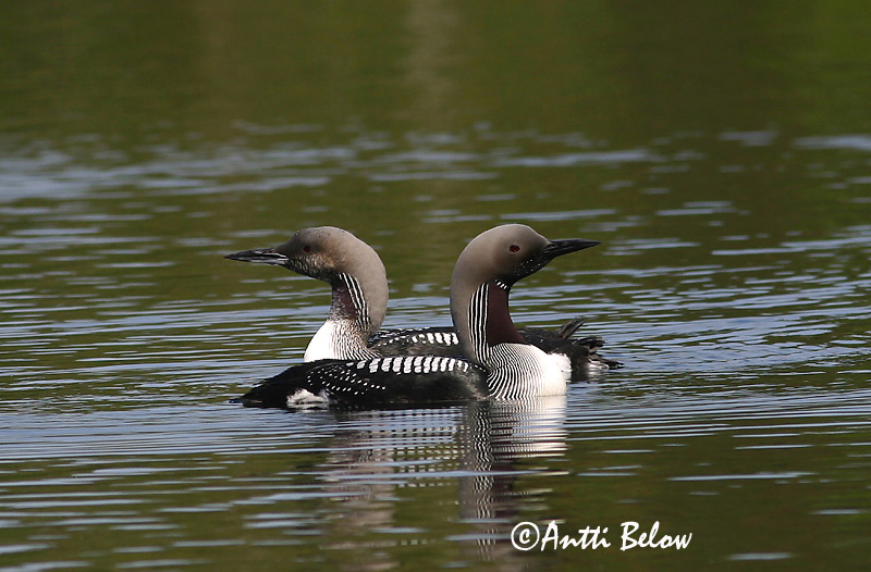Avainsanat: Calàbria agulla Sortstrubet lom Parelduiker Black-throated Diver Järvekaur Kuikka Plongeon arctique Prachttaucher Sarki búvár Glitbrúsi Strolaga mezzana Storlom Mobêlha-árctica Gavia arctica Colimbo Artico Storlom