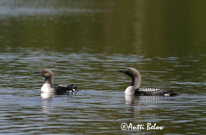 Avainsanat: Calàbria agulla Sortstrubet lom Parelduiker Black-throated Diver Järvekaur Kuikka Plongeon arctique Prachttaucher Sarki búvár Glitbrúsi Strolaga mezzana Storlom Mobêlha-árctica Gavia arctica Colimbo Artico Storlom