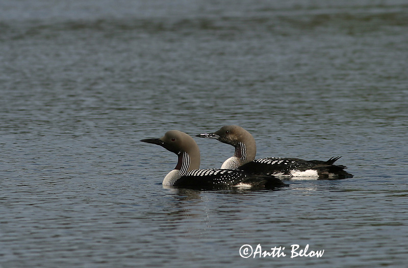 Avainsanat: Calàbria agulla Sortstrubet lom Parelduiker Black-throated Diver Järvekaur Kuikka Plongeon arctique Prachttaucher Sarki búvár Glitbrúsi Strolaga mezzana Storlom Mobêlha-árctica Gavia arctica Colimbo Artico Storlom