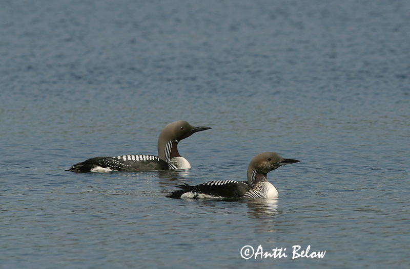 Avainsanat: Calàbria agulla Sortstrubet lom Parelduiker Black-throated Diver Järvekaur Kuikka Plongeon arctique Prachttaucher Sarki búvár Glitbrúsi Strolaga mezzana Storlom Mobêlha-árctica Gavia arctica Colimbo Artico Storlom