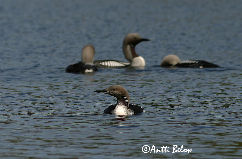Avainsanat: Calàbria agulla Sortstrubet lom Parelduiker Black-throated DiverJärvekaur Kuikka Plongeon arctique Prachttaucher Sarki búvár Glitbrúsi Strolaga mezzana Storlom Mobêlha-árctica Gavia arctica Colimbo Artico Storlom
