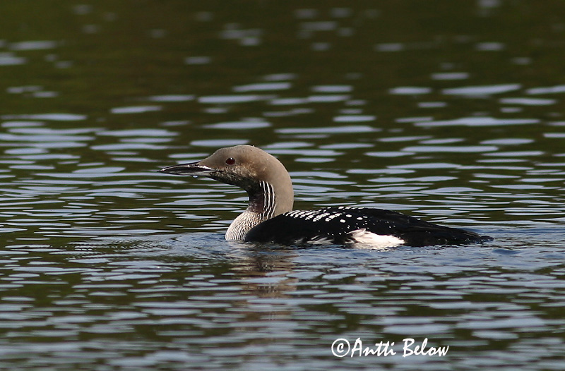 Avainsanat: Calàbria agulla Sortstrubet lom Parelduiker Black-throated Diver Järvekaur Kuikka Plongeon arctique Prachttaucher Sarki búvár Glitbrúsi Strolaga mezzana Storlom Mobêlha-árctica Gavia arctica Colimbo Artico Storlom