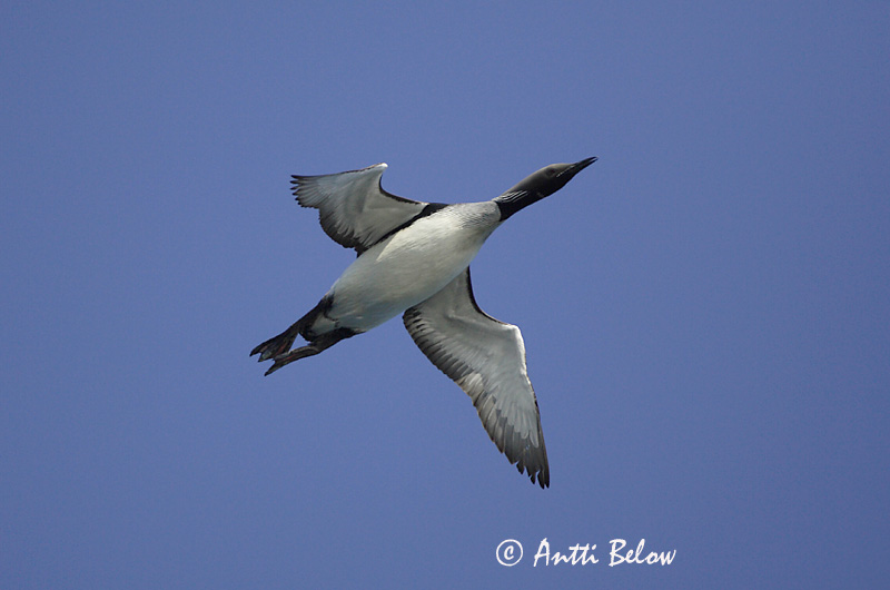 Avainsanat: Calàbria agulla Sortstrubet lom Parelduiker Black-throated Diver Järvekaur Kuikka Plongeon arctique Prachttaucher Sarki búvár Glitbrúsi Strolaga mezzana Storlom Mobêlha-árctica Gavia arctica Colimbo Artico Storlom