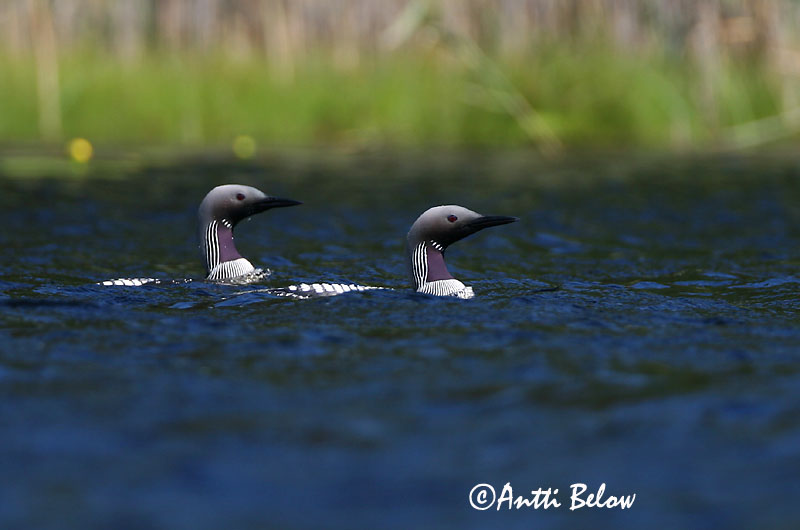 Avainsanat: Calàbria agulla Sortstrubet lom Parelduiker Black-throated Diver Järvekaur Kuikka Plongeon arctique Prachttaucher Sarki búvár Glitbrúsi Strolaga mezzana Storlom Mobêlha-árctica Gavia arctica Colimbo Artico Storlom