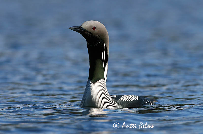 Avainsanat: Calàbria agulla Sortstrubet lom Parelduiker Black-throated Diver Järvekaur Kuikka Plongeon arctique Prachttaucher Sarki búvár Glitbrúsi Strolaga mezzana Storlom Mobêlha-árctica Gavia arctica Colimbo Artico Storlom