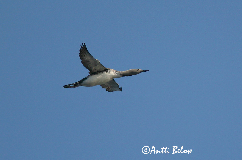 Avainsanat: Calàbria petita Rødstrubet lom Roodkeelduiker Red-throated Loon Punakurk-kaur Kaakkuri Plongeon catmarin Sterntaucher Északi búvár Lómur Strolaga minore Smålom Mobêlha-pequena Gavia stellata Colimbo Chico Smålom