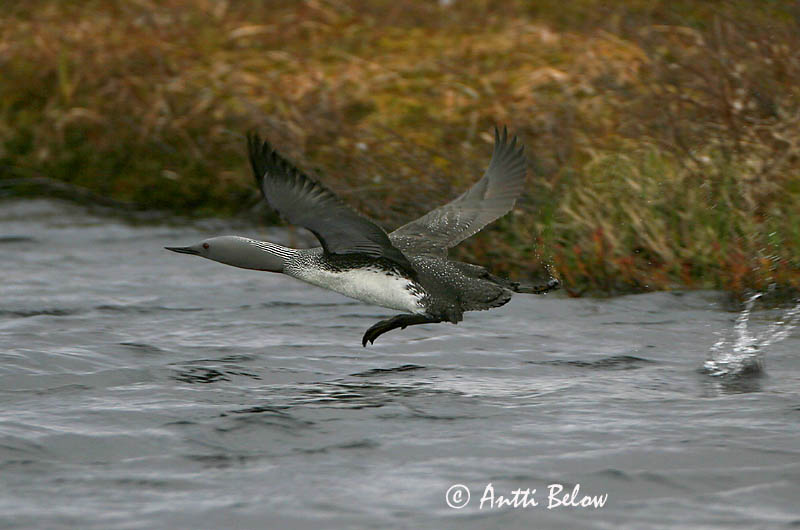 Avainsanat: Calàbria petita Rødstrubet lom Roodkeelduiker Red-throated Loon Punakurk-kaur Kaakkuri Plongeon catmarin Sterntaucher Északi búvár Lómur Strolaga minore Smålom Mobêlha-pequena Gavia stellata Colimbo Chico Smålom
