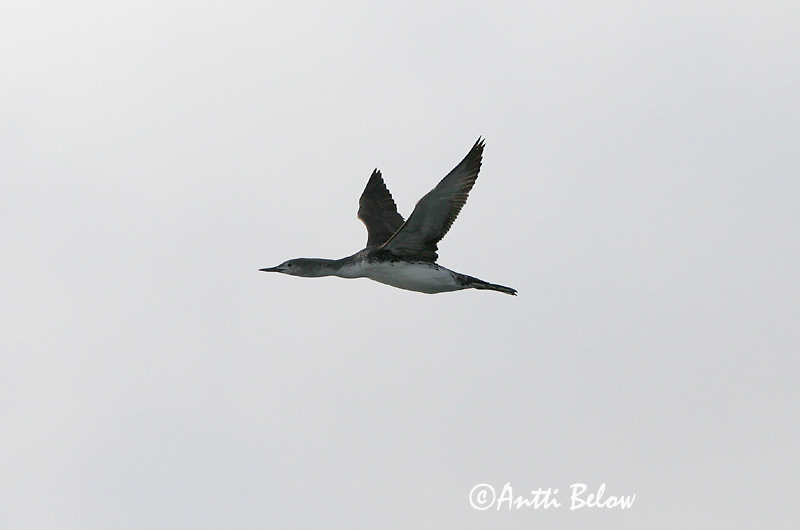 Avainsanat: Calàbria petita Rødstrubet lom Roodkeelduiker Red-throated Loon Punakurk-kaur Kaakkuri Plongeon catmarin Sterntaucher Északi búvár Lómur Strolaga minore Smålom Mobêlha-pequena Gavia stellata Colimbo Chico Smålom