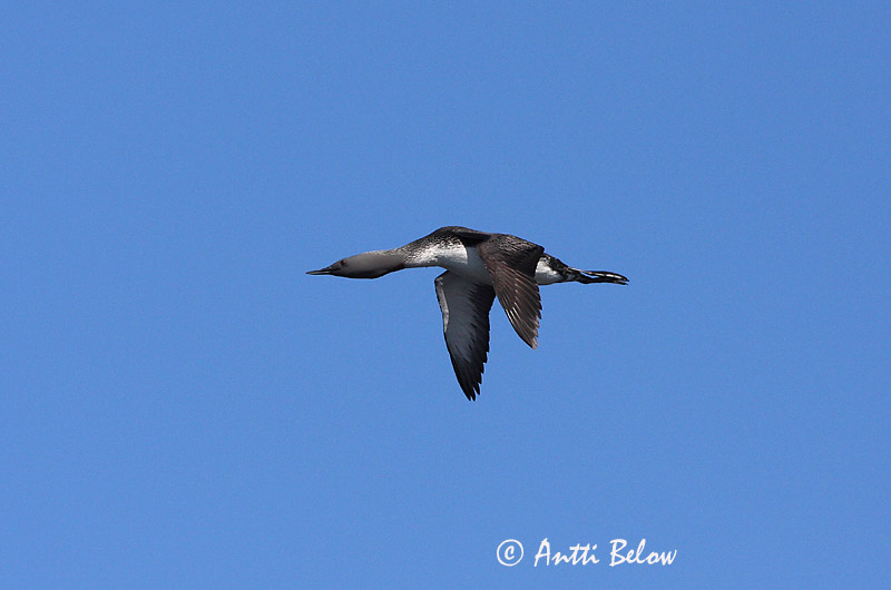 Avainsanat: Calàbria petita Rødstrubet lom Roodkeelduiker Red-throated Loon Punakurk-kaur Kaakkuri Plongeon catmarin Sterntaucher Északi búvár Lómur Strolaga minore Smålom Mobêlha-pequena Gavia stellata Colimbo Chico Smålom