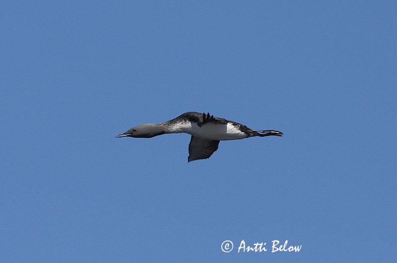 Avainsanat: Calàbria petita Rødstrubet lom Roodkeelduiker Red-throated Loon Punakurk-kaur Kaakkuri Plongeon catmarin Sterntaucher Északi búvár Lómur Strolaga minore Smålom Mobêlha-pequena Gavia stellata Colimbo Chico Smålom