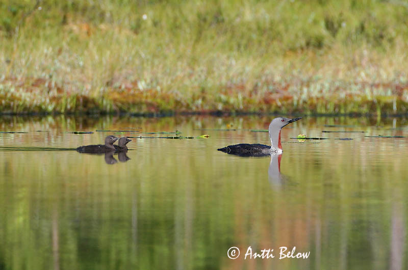 Avainsanat: Calàbria petita Rødstrubet lom Roodkeelduiker Red-throated Loon Punakurk-kaur Kaakkuri Plongeon catmarin Sterntaucher Északi búvár Lómur Strolaga minore Smålom Mobêlha-pequena Gavia stellata Colimbo Chico Smålom