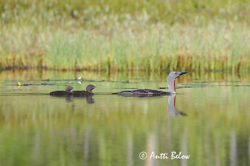 Avainsanat: Calàbria petita Rødstrubet lom Roodkeelduiker Red-throated Loon Punakurk-kaur Kaakkuri Plongeon catmarin Sterntaucher Északi búvár Lómur Strolaga minore Smålom Mobêlha-pequena Gavia stellata Colimbo Chico Smålom