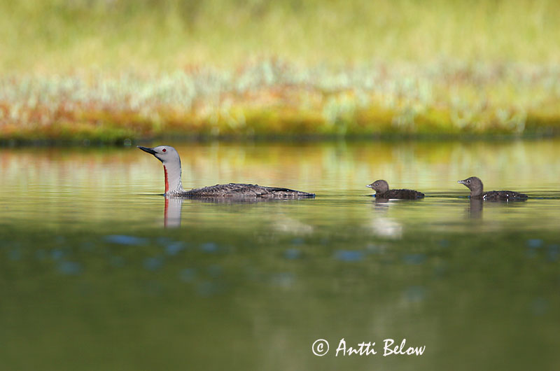 Avainsanat: Calàbria petita Rødstrubet lom Roodkeelduiker Red-throated Loon Punakurk-kaur Kaakkuri Plongeon catmarin Sterntaucher Északi búvár Lómur Strolaga minore Smålom Mobêlha-pequena Gavia stellata Colimbo Chico Smålom