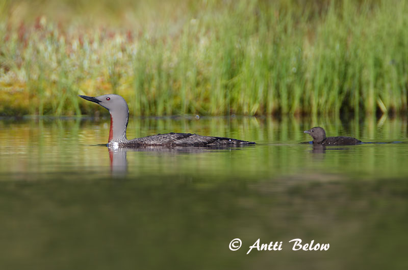 Avainsanat: Calàbria petita Rødstrubet lom Roodkeelduiker Red-throated Loon Punakurk-kaur Kaakkuri Plongeon catmarin Sterntaucher Északi búvár Lómur Strolaga minore Smålom Mobêlha-pequena Gavia stellata Colimbo Chico Smålom