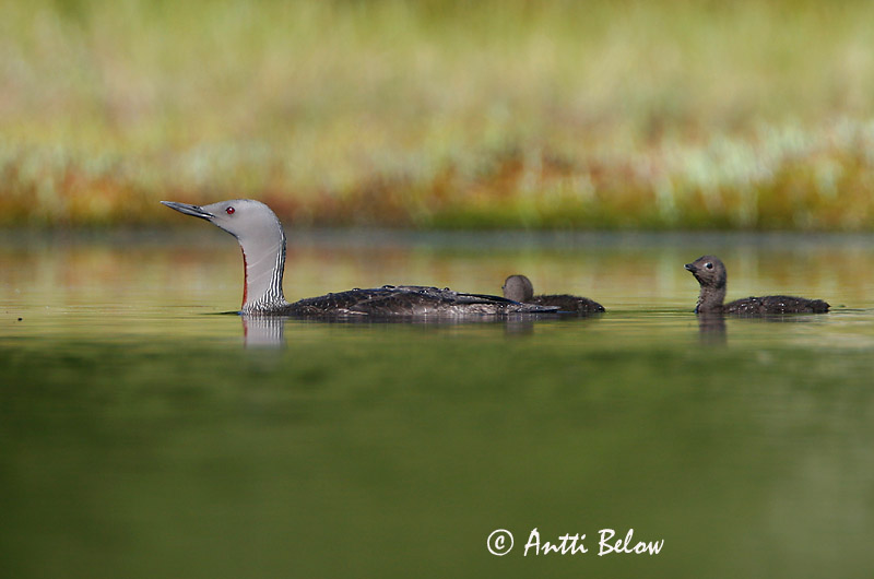 Avainsanat: Calàbria petita Rødstrubet lom Roodkeelduiker Red-throated Loon Punakurk-kaur Kaakkuri Plongeon catmarin Sterntaucher Északi búvár Lómur Strolaga minore Smålom Mobêlha-pequena Gavia stellata Colimbo Chico Smålom