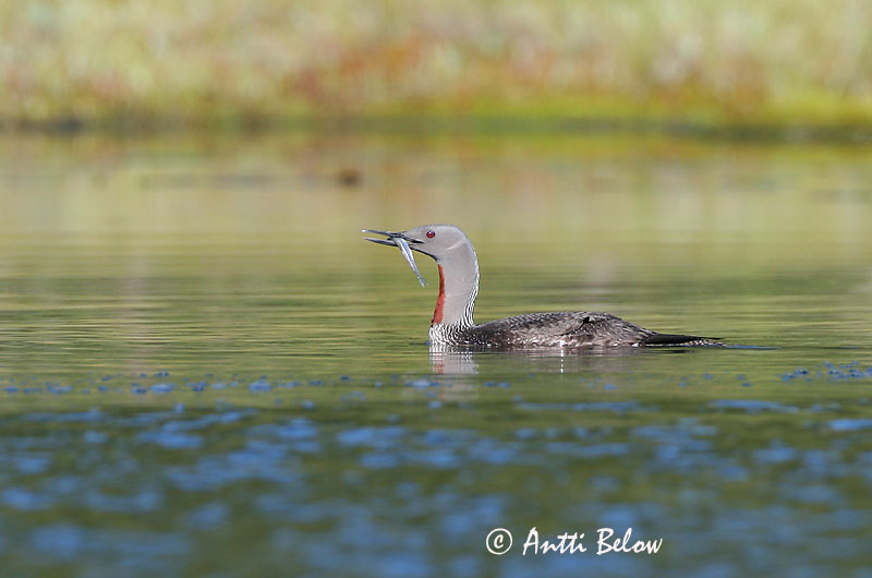 Avainsanat: Calàbria petita Rødstrubet lom Roodkeelduiker Red-throated Loon Punakurk-kaur Kaakkuri Plongeon catmarin Sterntaucher Északi búvár Lómur Strolaga minore Smålom Mobêlha-pequena Gavia stellata Colimbo Chico Smålom