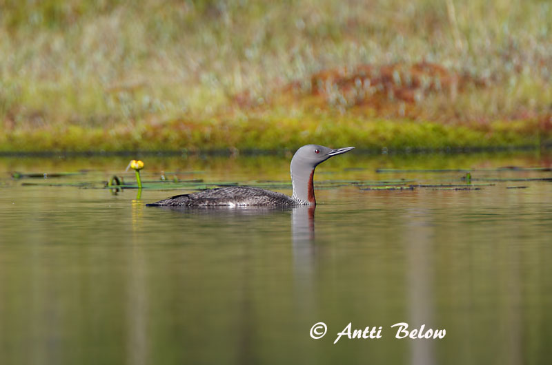 Avainsanat: Calàbria petita Rødstrubet lom Roodkeelduiker Red-throated Loon Punakurk-kaur Kaakkuri Plongeon catmarin Sterntaucher Északi búvár Lómur Strolaga minore Smålom Mobêlha-pequena Gavia stellata Colimbo Chico Smålom