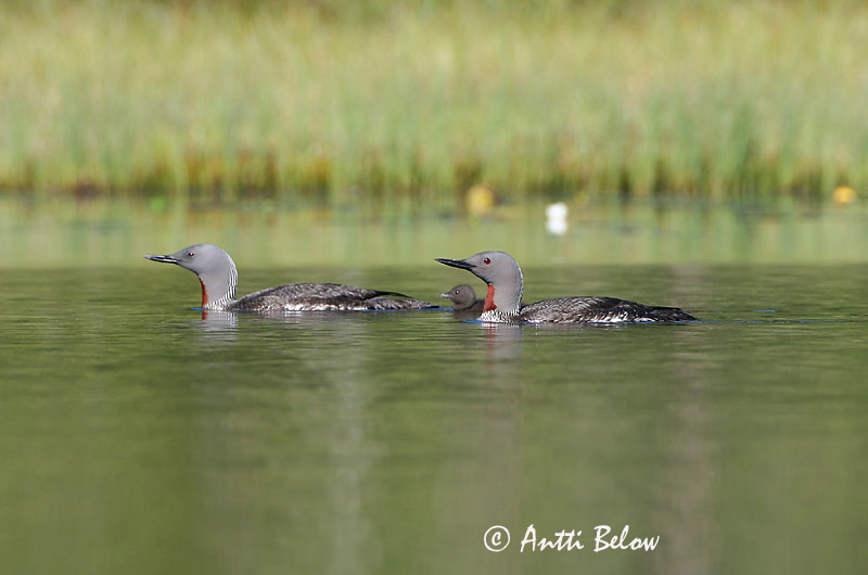 Avainsanat: Calàbria petita Rødstrubet lom Roodkeelduiker Red-throated Loon Punakurk-kaur Kaakkuri Plongeon catmarin Sterntaucher Északi búvár Lómur Strolaga minore Smålom Mobêlha-pequena Gavia stellata Colimbo Chico Smålom