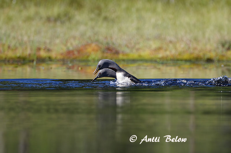 Avainsanat: Calàbria petita Rødstrubet lom Roodkeelduiker Red-throated Loon Punakurk-kaur Kaakkuri Plongeon catmarin Sterntaucher Északi búvár Lómur Strolaga minore Smålom Mobêlha-pequena Gavia stellata Colimbo Chico Smålom