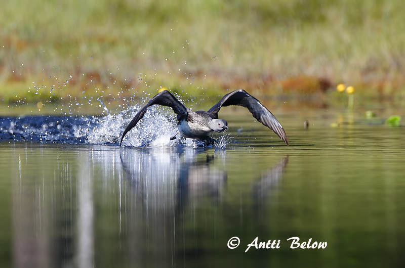 Avainsanat: Calàbria petita Rødstrubet lom Roodkeelduiker Red-throated Loon Punakurk-kaur Kaakkuri Plongeon catmarin Sterntaucher Északi búvár Lómur Strolaga minore Smålom Mobêlha-pequena Gavia stellata Colimbo Chico Smålom