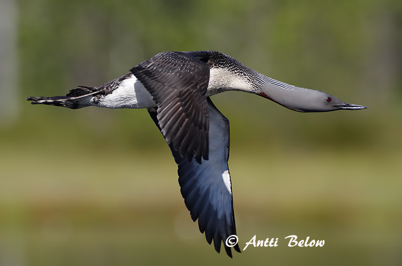 Avainsanat: Calàbria petita Rødstrubet lom Roodkeelduiker Red-throated Loon Punakurk-kaur Kaakkuri Plongeon catmarin Sterntaucher Északi búvár Lómur Strolaga minore Smålom Mobêlha-pequena Gavia stellata Colimbo Chico Smålom