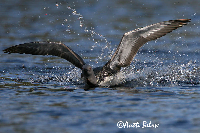 Avainsanat: Calàbria petita Rødstrubet lom Roodkeelduiker Red-throated Loon Punakurk-kaur Kaakkuri Plongeon catmarin Sterntaucher Északi búvár Lómur Strolaga minore Smålom Mobêlha-pequena Gavia stellata Colimbo Chico Smålom