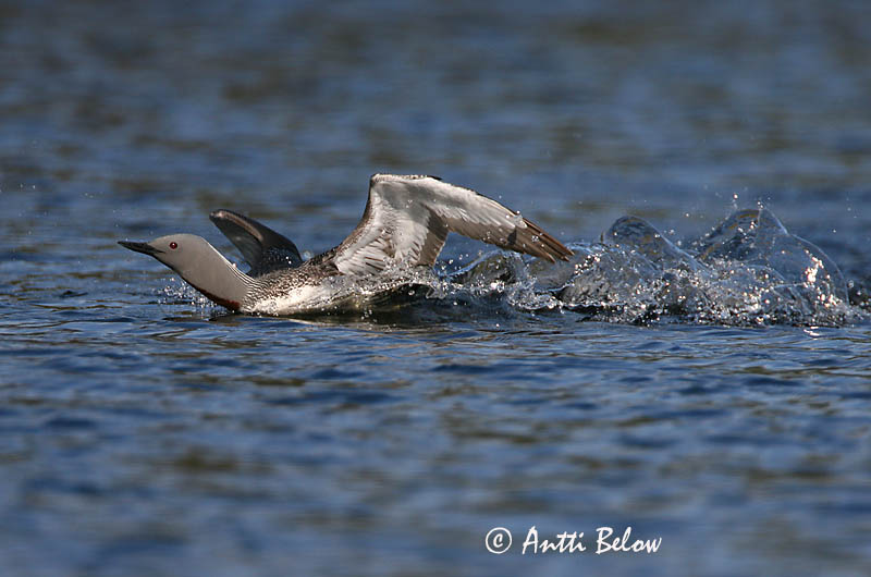 Avainsanat: Calàbria petita Rødstrubet lom Roodkeelduiker Red-throated Loon Punakurk-kaur Kaakkuri Plongeon catmarin Sterntaucher Északi búvár Lómur Strolaga minore Smålom Mobêlha-pequena Gavia stellata Colimbo Chico Smålom