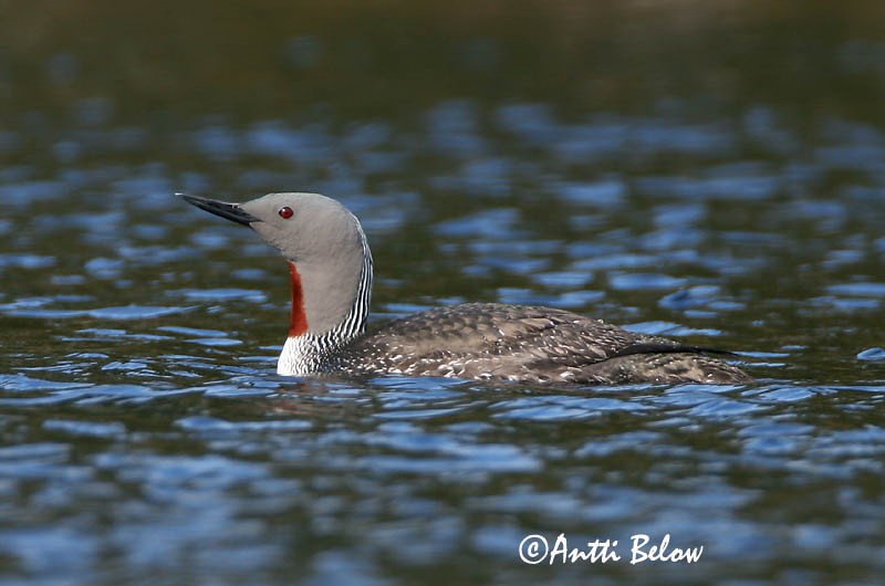 Avainsanat: Calàbria petita Rødstrubet lom Roodkeelduiker Red-throated Loon Punakurk-kaur Kaakkuri Plongeon catmarin Sterntaucher Északi búvár Lómur Strolaga minore Smålom Mobêlha-pequena Gavia stellata Colimbo Chico Smålom