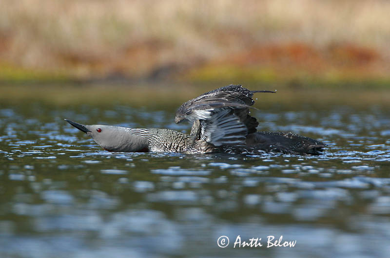 Avainsanat: Calàbria petita Rødstrubet lom Roodkeelduiker Red-throated Loon Punakurk-kaur Kaakkuri Plongeon catmarin Sterntaucher Északi búvár Lómur Strolaga minore Smålom Mobêlha-pequena Gavia stellata Colimbo Chico Smålom