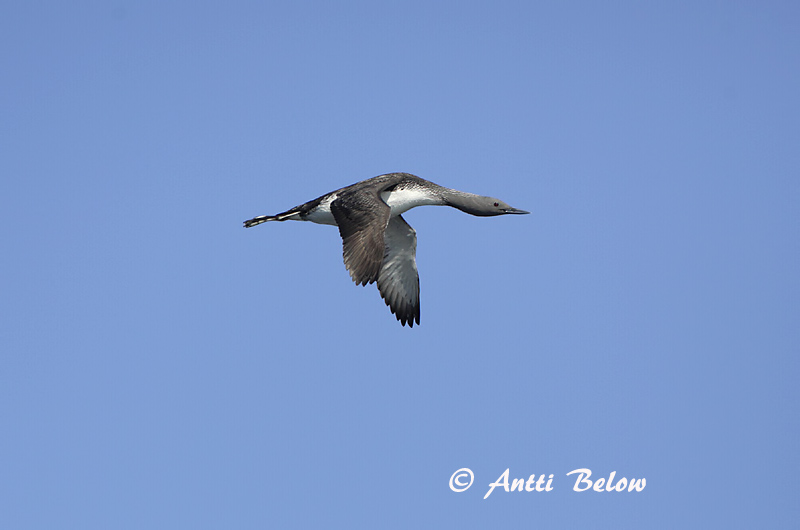 Avainsanat: Calàbria petita Rødstrubet lom Roodkeelduiker Red-throated Loon Punakurk-kaur Kaakkuri Plongeon catmarin Sterntaucher Északi búvár Lómur Strolaga minore Smålom Mobêlha-pequena Gavia stellata Colimbo Chico Smålom