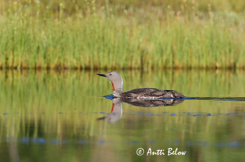 Avainsanat: Calàbria petita Rødstrubet lom Roodkeelduiker Red-throated Loon Punakurk-kaur Kaakkuri Plongeon catmarin Sterntaucher Északi búvár Lómur Strolaga minore Smålom Mobêlha-pequena Gavia stellata Colimbo Chico Smålom