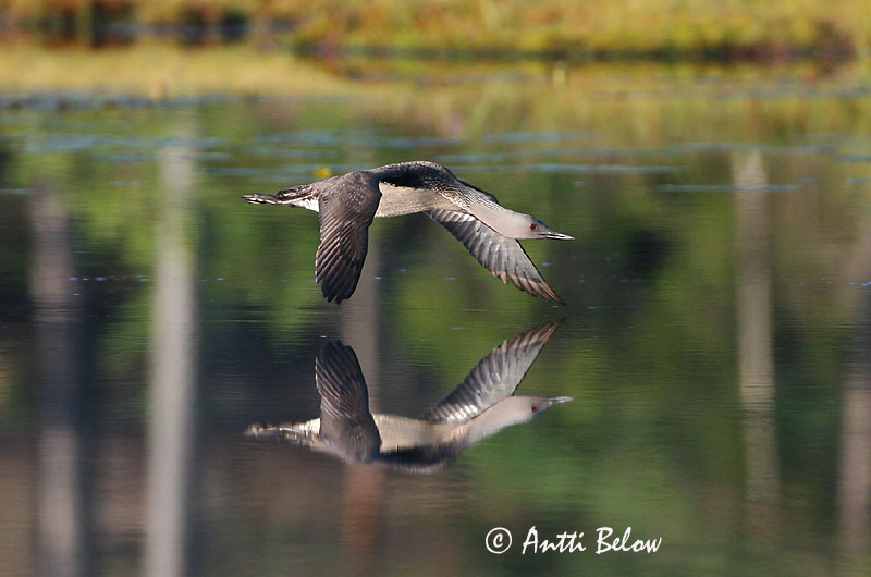 Avainsanat: Calàbria petita Rødstrubet lom Roodkeelduiker Red-throated Loon Punakurk-kaur Kaakkuri Plongeon catmarin Sterntaucher Északi búvár Lómur Strolaga minore Smålom Mobêlha-pequena Gavia stellata Colimbo Chico Smålom