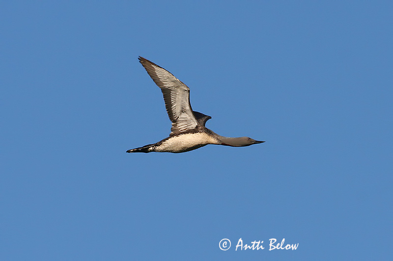 Avainsanat: Calàbria petita Rødstrubet lom Roodkeelduiker Red-throated Loon Punakurk-kaur Kaakkuri Plongeon catmarin Sterntaucher Északi búvár Lómur Strolaga minore Smålom Mobêlha-pequena Gavia stellata Colimbo Chico Smålom