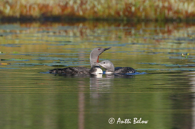 Avainsanat: Calàbria petita Rødstrubet lom Roodkeelduiker Red-throated Loon Punakurk-kaur Kaakkuri Plongeon catmarin Sterntaucher Északi búvár Lómur Strolaga minore Smålom Mobêlha-pequena Gavia stellata Colimbo Chico Smålom