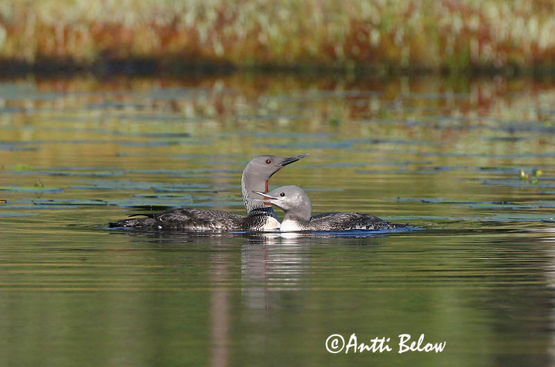Avainsanat: Calàbria petita Rødstrubet lom Roodkeelduiker Red-throated Loon Punakurk-kaur Kaakkuri Plongeon catmarin Sterntaucher Északi búvár Lómur Strolaga minore Smålom Mobêlha-pequena Gavia stellata Colimbo Chico Smålom