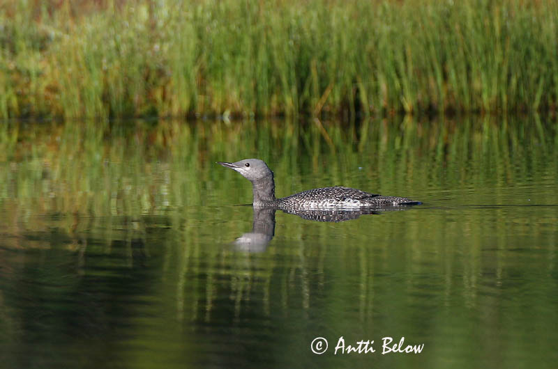 Avainsanat: Calàbria petita Rødstrubet lom Roodkeelduiker Red-throated Loon Punakurk-kaur Kaakkuri Plongeon catmarin Sterntaucher Északi búvár Lómur Strolaga minore Smålom Mobêlha-pequena Gavia stellata Colimbo Chico Smålom