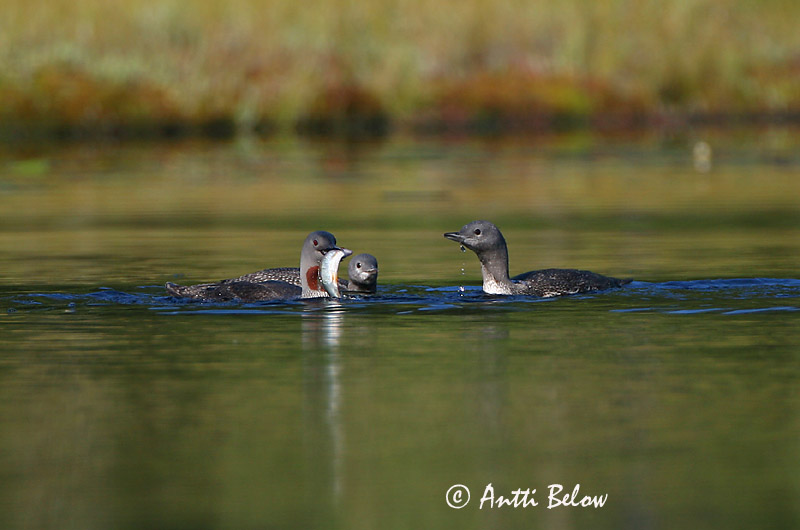 Avainsanat: Calàbria petita Rødstrubet lom Roodkeelduiker Red-throated Loon Punakurk-kaur Kaakkuri Plongeon catmarin Sterntaucher Északi búvár Lómur Strolaga minore Smålom Mobêlha-pequena Gavia stellata Colimbo Chico Smålom