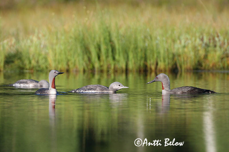 Avainsanat: Calàbria petita Rødstrubet lom Roodkeelduiker Red-throated Loon Punakurk-kaur Kaakkuri Plongeon catmarin Sterntaucher Északi búvár Lómur Strolaga minore Smålom Mobêlha-pequena Gavia stellata Colimbo Chico Smålom