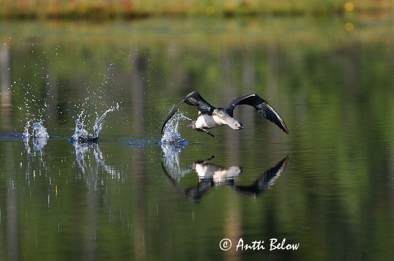 Avainsanat: Calàbria petita Rødstrubet lom Roodkeelduiker Red-throated Loon Punakurk-kaur Kaakkuri Plongeon catmarin Sterntaucher Északi búvár Lómur Strolaga minore Smålom Mobêlha-pequena Gavia stellata Colimbo Chico Smålom