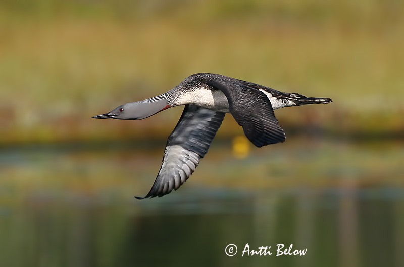 Avainsanat: Calàbria petita Rødstrubet lom Roodkeelduiker Red-throated Loon Punakurk-kaur Kaakkuri Plongeon catmarin Sterntaucher Északi búvár Lómur Strolaga minore Smålom Mobêlha-pequena Gavia stellata Colimbo Chico Smålom