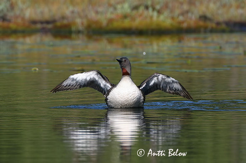 Avainsanat: Calàbria petita Rødstrubet lom Roodkeelduiker Red-throated Loon Punakurk-kaur Kaakkuri Plongeon catmarin Sterntaucher Északi búvár Lómur Strolaga minore Smålom Mobêlha-pequena Gavia stellata Colimbo Chico Smålom