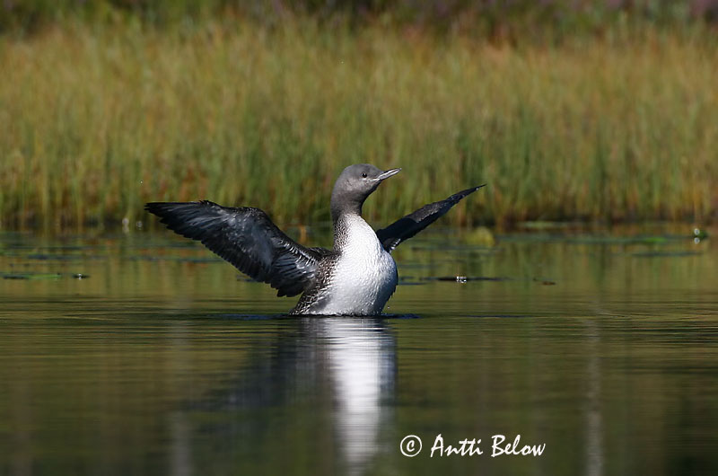 Avainsanat: Calàbria petita Rødstrubet lom Roodkeelduiker Red-throated Loon Punakurk-kaur Kaakkuri Plongeon catmarin Sterntaucher Északi búvár Lómur Strolaga minore Smålom Mobêlha-pequena Gavia stellata Colimbo Chico Smålom