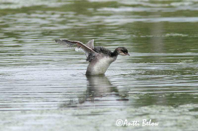 Avainsanat: Cabussó orellut Nordisk lappedykker Kuifduiker Horned Grebe Sarvikpütt Mustakurkku-uikku Grèbe esclavon Ohrentaucher Füles vöcsök Flórgoði Horndykker Mergulhão-de-pescoço-castanho Podiceps auritus Zampullín Cuellirrojo Svarthakedopping